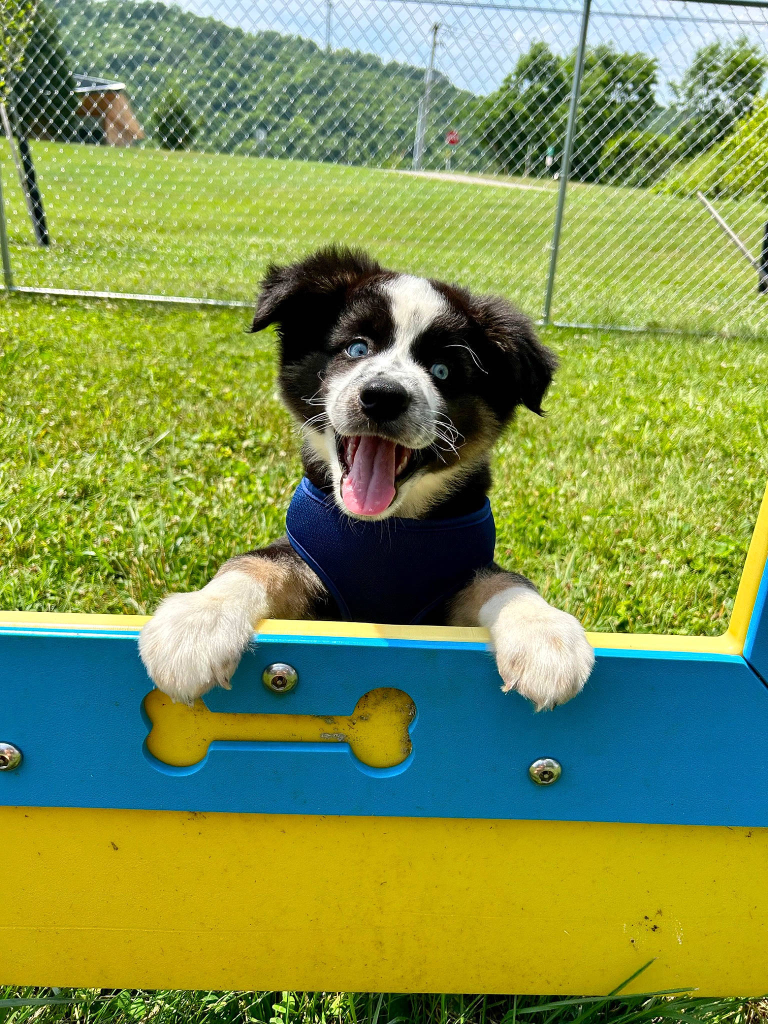 Odie is registered to the contest to win money with this photo: canidae, carnivore, companion_dog, dog, dog_agility, dog_breed, dog_sports, dog_supply, fence, grass, leisure, mesh, pet_supply, recreation, snout, sporting_group, sports, sports_equipment, wire_fencing, working_animal