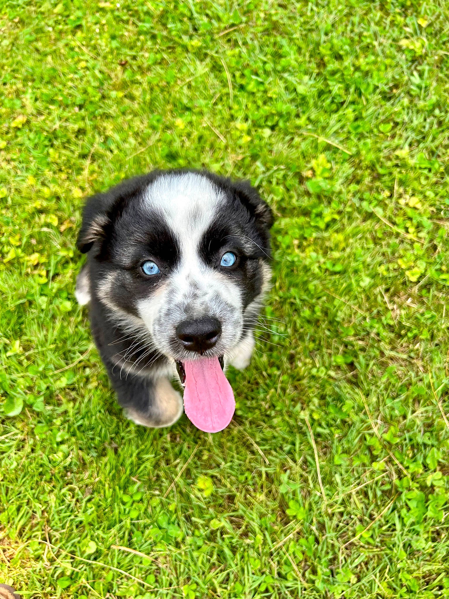 Odie joined the competition — help win amazing prizes! canidae, carnivore, companion_dog, dog, dog_breed, grass, groundcover, plant, puppy, sporting_group, terrestrial_animal, working_animal, working_dog