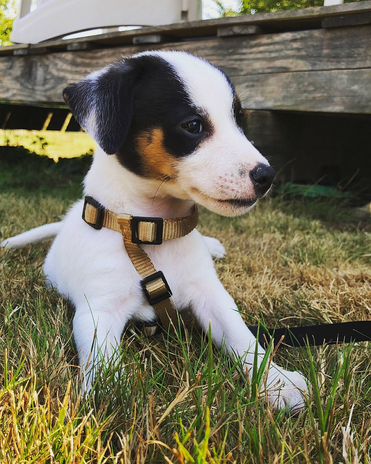 Booby participe au concours pour gagner de l'argent avec cette photo : appenzeller_sennenhund, brazilian_terrier, canidae, carnivore, chilean_fox_terrier, companion_dog, danish_swedish_farmdog, dog, dog_breed, jack_russell_terrier, mammal, puppy, rare_breed_dog, ratonero_bodeguero_andaluz, russell_terrier, smooth_fox_terrier, vertebrate