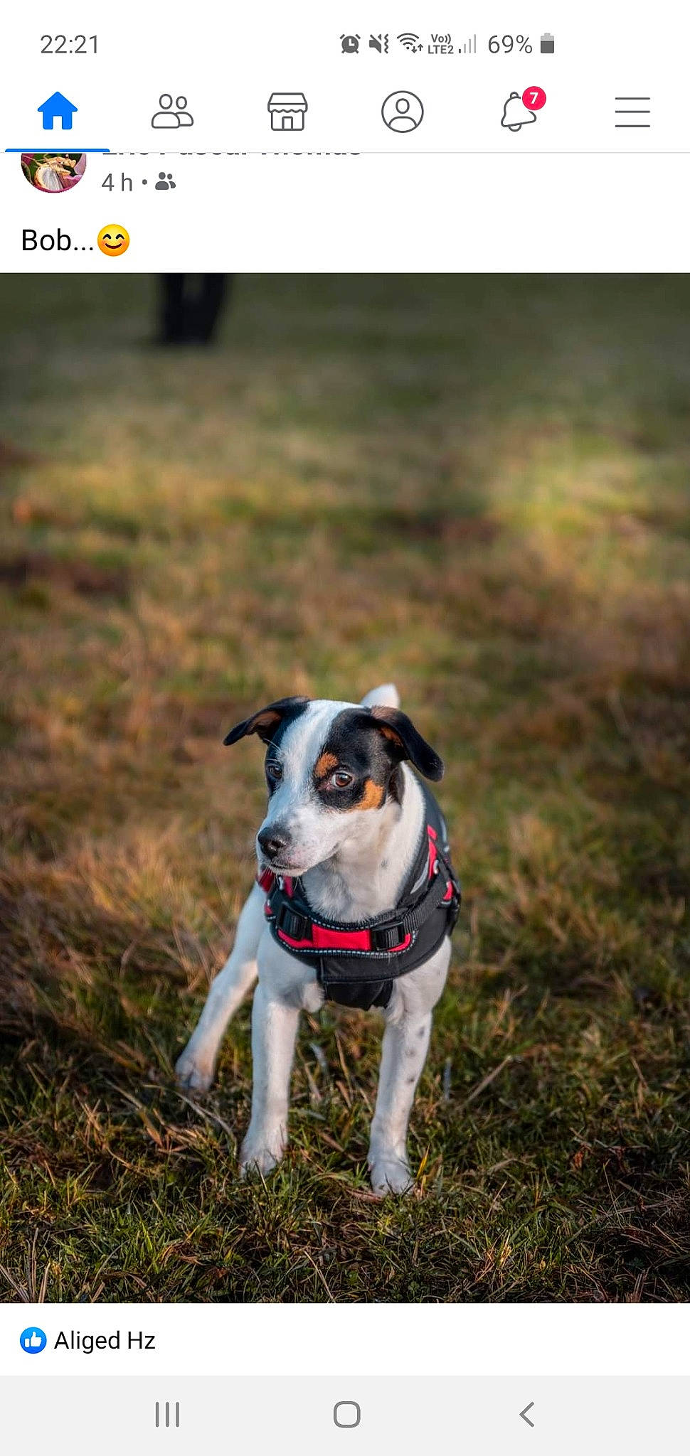 Booby a rejoint le concours — aidez-le/la à gagner de superbes lots ! canidae, carnivore, companion_dog, danish_swedish_farmdog, dog, dog_breed, feist, fox_terrier, jack_russell_terrier, mammal, rare_breed_dog, rat_terrier, ratonero_bodeguero_andaluz, russell_terrier, smooth_fox_terrier, snout, terrier, vertebrate
