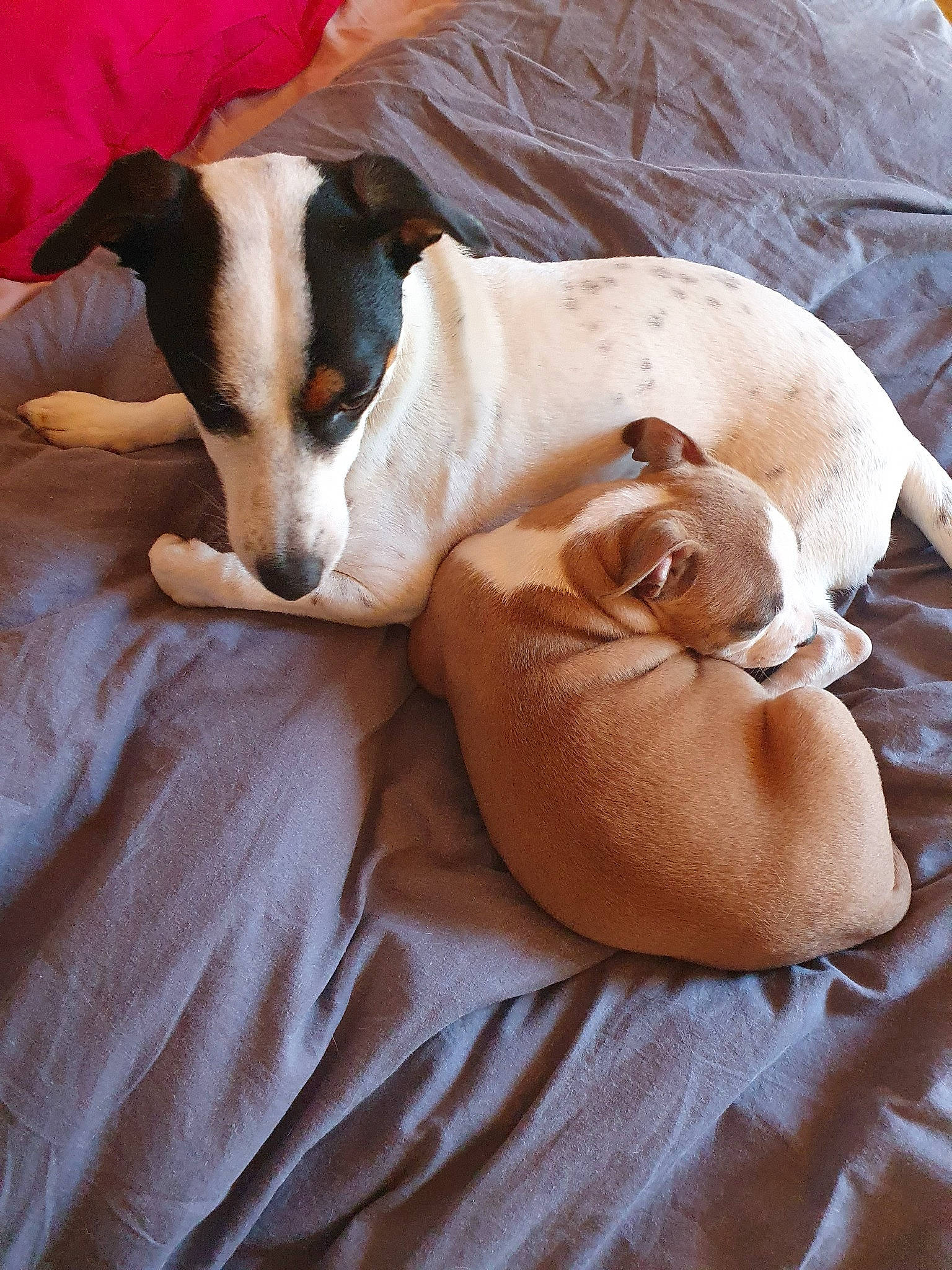 Booby participe au concours pour gagner de l'argent avec cette photo : canidae, carnivore, companion_dog, danish_swedish_farmdog, dog, dog_breed, fawn, feist, jack_russell_terrier, mammal, miniature_fox_terrier, parson_russell_terrier, puppy, puppy_love, rat_terrier, russell_terrier, teddy_roosevelt_terrier, terrier, treeing_feist, vertebrate