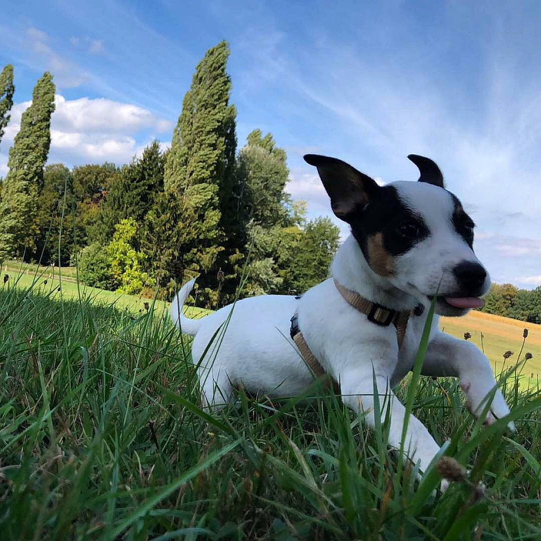 Booby a rejoint le concours — aidez-le/la à gagner de superbes lots ! canidae, carnivore, companion_dog, dog, dog_breed, grass, jack_russell_terrier, mammal, meadow, plant, rat_terrier, russell_terrier, sky, smooth_fox_terrier, terrier, vertebrate