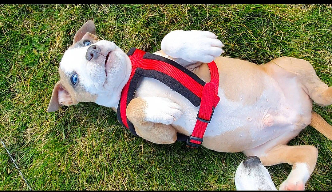 Rocky participe au concours pour gagner de l'argent avec cette photo : american_bulldog, australian_bulldog, british_bulldogs, bulldog, canidae, carnivore, companion_dog, dog, dog_breed, dog_clothes, fawn, french_bulldog, grass, mammal, non_sporting_group, old_english_bulldog, olde_english_bulldogge, snout, toy_bulldog, white_english_bulldog
