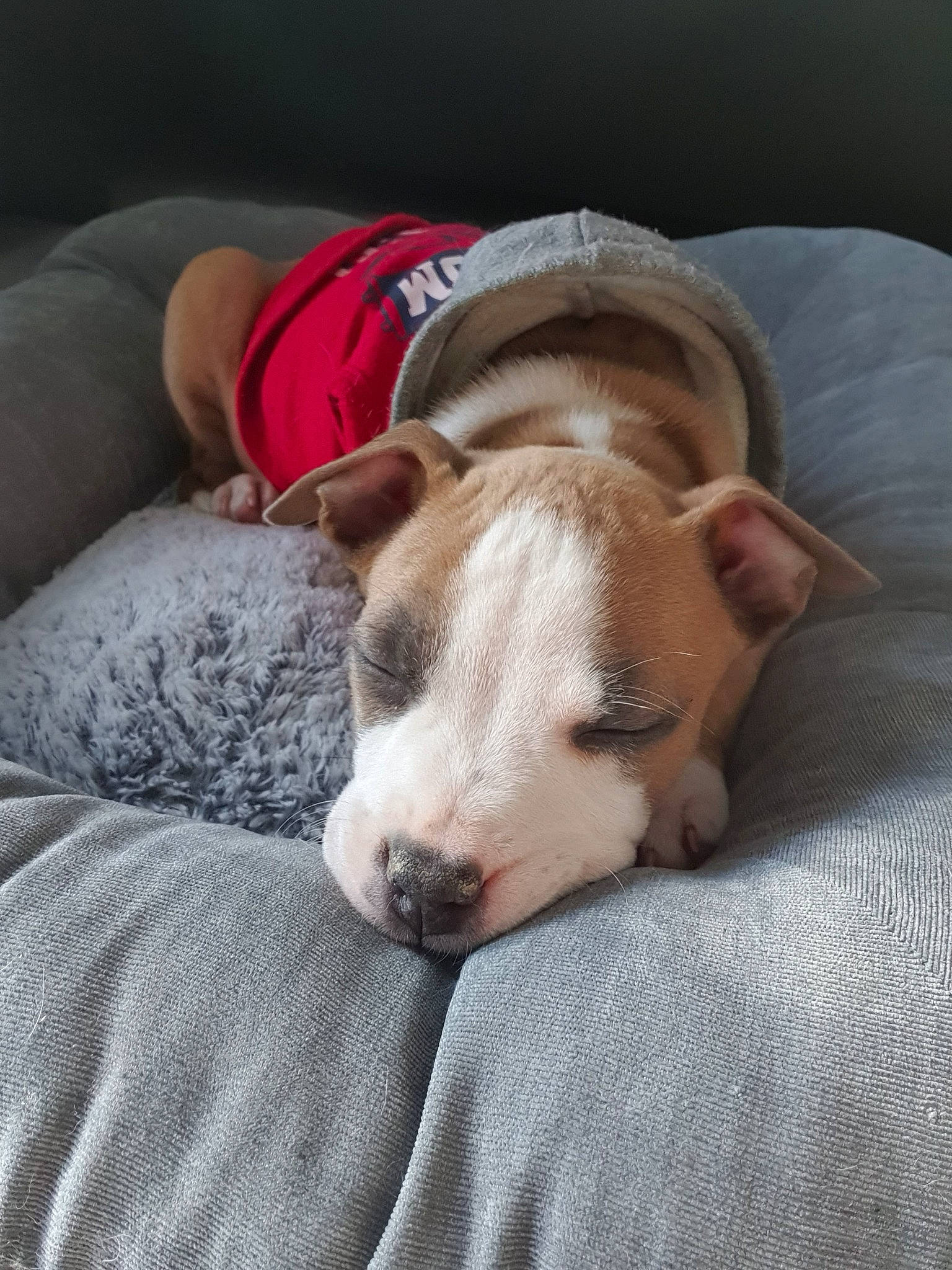 Rocky a rejoint le concours — aidez-le/la à gagner de superbes lots ! american_pit_bull_terrier, american_staffordshire_terrier, bull_terrier, bulldog, canidae, carnivore, companion_dog, dog, dog_breed, ear, fawn, mammal, nap, non_sporting_group, nose, pit_bull, puppy, sleep, snout