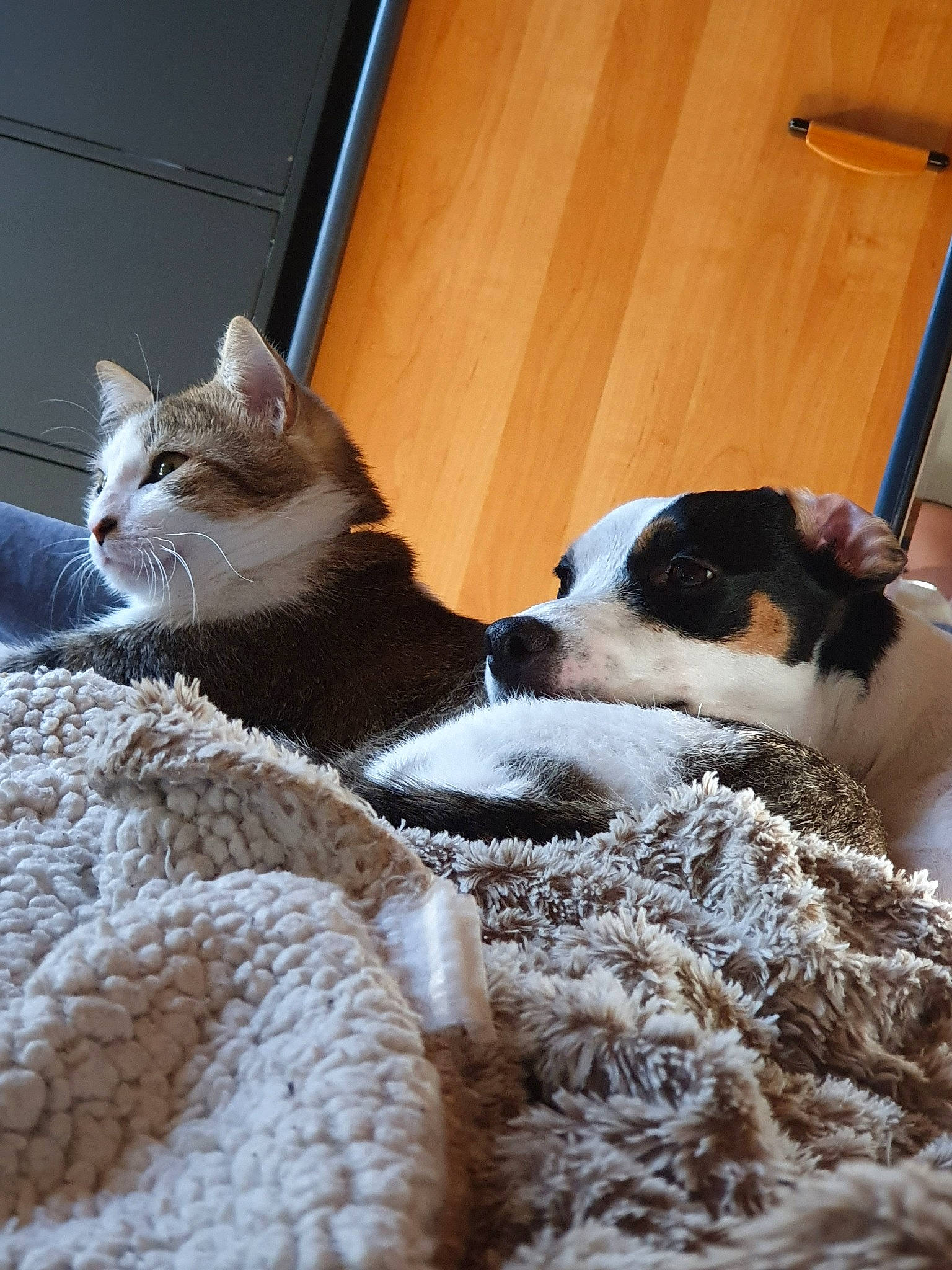 Minou a rejoint le concours — aidez-le/la à gagner de superbes lots ! aegean_cat, canidae, carnivore, cat, fawn, felidae, fur, kitten, mammal, paw, polydactyl_cat, small_to_medium_sized_cats, whiskers