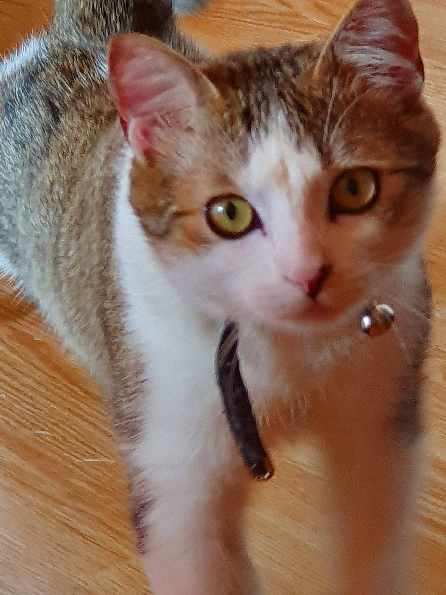 Minou a rejoint le concours — aidez-le/la à gagner de superbes lots ! aegean_cat, american_wirehair, arabian_mau, asian, australian_mist, carnivore, cat, domestic_short_haired_cat, european_shorthair, fawn, felidae, kitten, mammal, polydactyl_cat, small_to_medium_sized_cats, snout, tabby_cat, whiskers