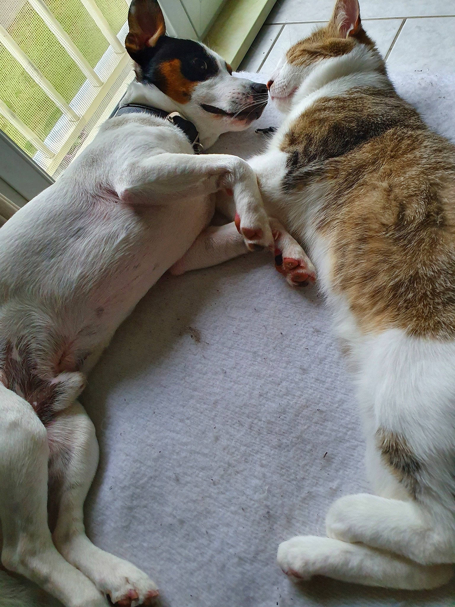 Minou a rejoint le concours — aidez-le/la à gagner de superbes lots ! aegean_cat, canidae, carnivore, cat, dog_breed, fawn, felidae, kitten, mammal, paw, small_to_medium_sized_cats, tail, vertebrate, whiskers