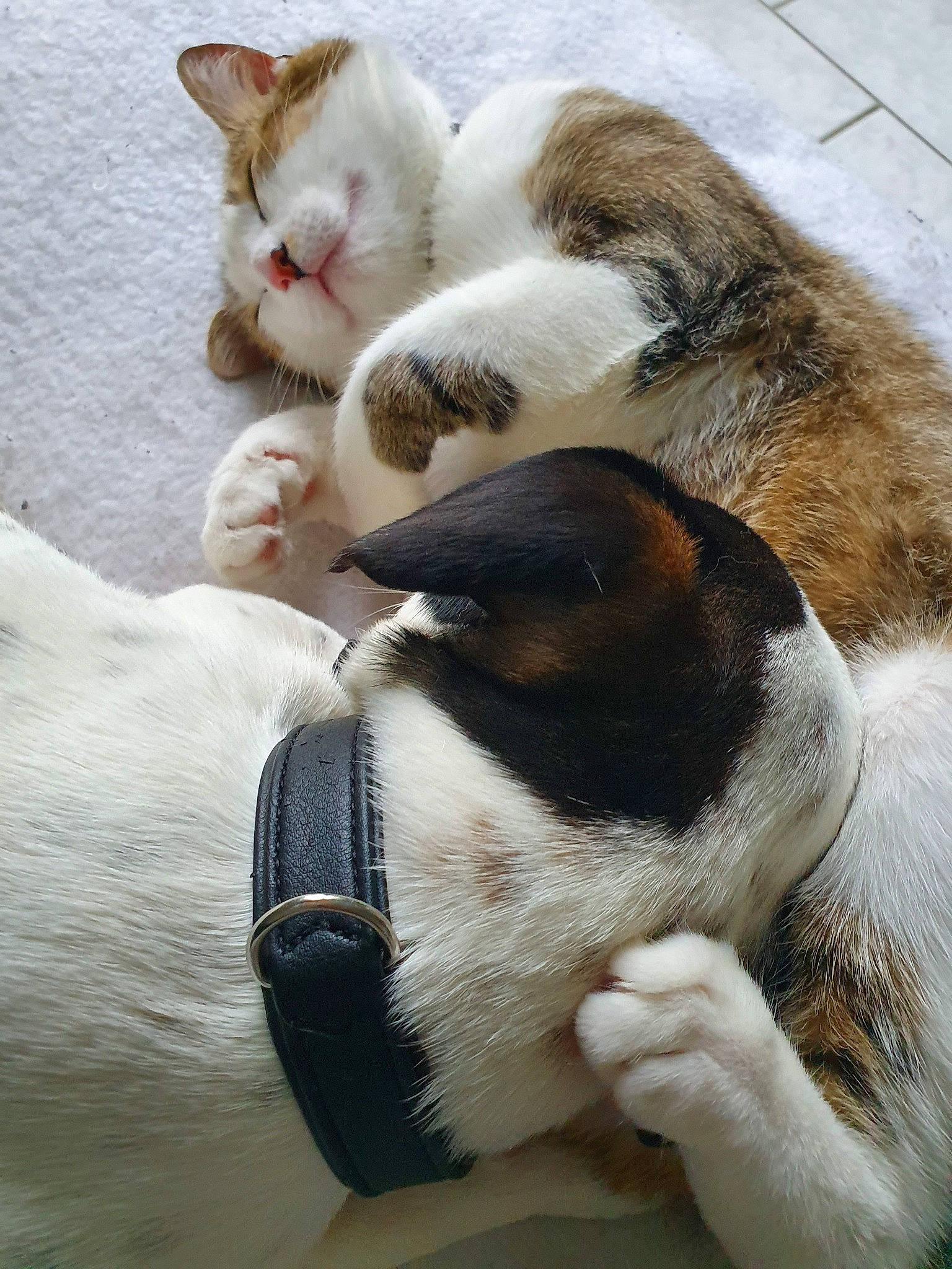 Minou a rejoint le concours — aidez-le/la à gagner de superbes lots ! carnivore, cat, felidae, fur, paw, small_to_medium_sized_cats, tail, whiskers