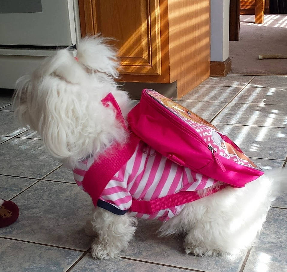 Pinky joined the competition — help win amazing prizes! carnivore, collar, companion_dog, costume, dog, dog_breed, dog_clothes, dog_collar, dog_supply, fashion_accessory, flooring, fur, magenta, pink, sitting, small_terrier, snout, tail, toy_dog, working_animal