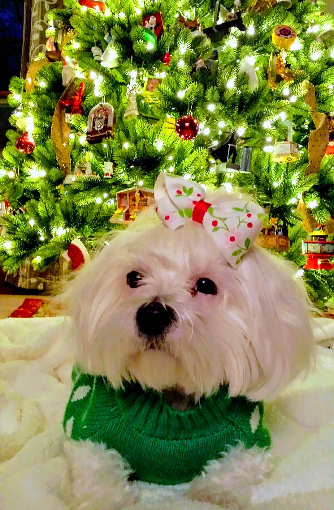 Pinky joined the competition — help win amazing prizes! canidae, carnivore, christmas, christmas_ornament, christmas_tree, collar, companion_dog, dog, dog_breed, dog_supply, event, fawn, holiday, holiday_ornament, plant, snout, sporting_group, toy, toy_dog, working_animal