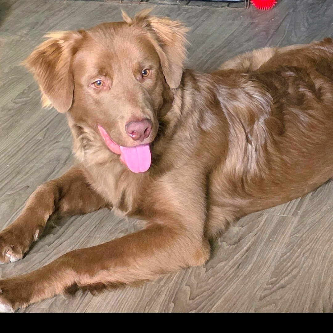 Bubba joined the competition — help win amazing prizes! dog, pet, golden_brown, floppy_ears, tongue_out, happy, lying_down, indoor, wood_floor, brown_fur, long_hair, portrait, playful, red_toy, relaxed, animal, canine, floor, closeup, photography