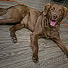 Bubba is registered to the contest to win money with this photo: dog, brown_dog, pet, animal, lying_down, happy, smiling, open_mouth, tongue, floppy_ears, furry, long_tail, paws, wood_floor, indoor, home, chew_toy, orange_cord, playful, portrait