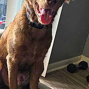Bubba joined the competition — help win amazing prizes! dog, puppy, brown_fur, long_hair, floppy_ears, open_mouth, tongue, panting, sitting, chair, indoor, portrait, pet, canine, collar, sunlight, window, wood_floor, dumbbells, happy