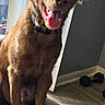 dog, puppy, brown_fur, long_hair, floppy_ears, open_mouth, tongue, panting, sitting, chair, indoor, portrait, pet, canine, collar, sunlight, window, wood_floor, dumbbells, happy