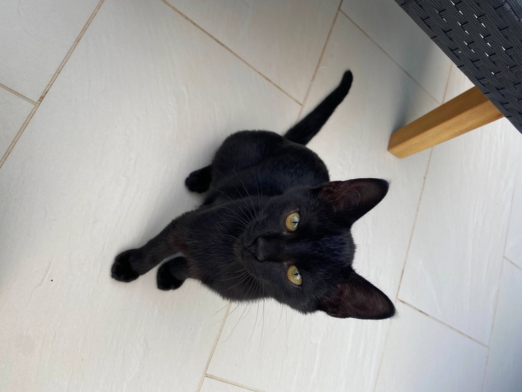 Seth a rejoint le concours — aidez-le/la à gagner de superbes lots ! black_cat, bombay, carnivore, cat, comfort, dog_breed, domestic_short_haired_cat, felidae, floor, flooring, fur, input_device, laptop, office_equipment, peripheral, plant, small_to_medium_sized_cats, snout, tail, whiskers