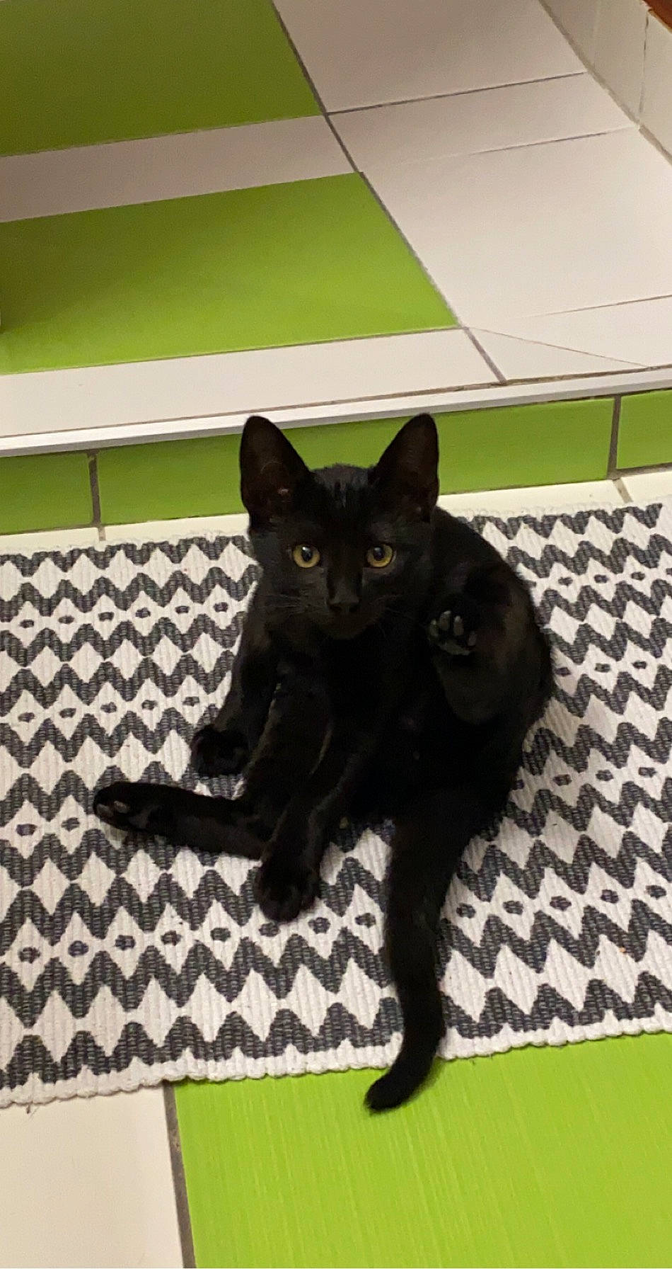 Seth participe au concours pour gagner de l'argent avec cette photo : black_cat, bombay, carnivore, cat, claw, domestic_short_haired_cat, felidae, flooring, fur, havana_brown, mammal, pattern, paw, rectangle, small_to_medium_sized_cats, snout, tail, terrestrial_animal, vertebrate, whiskers