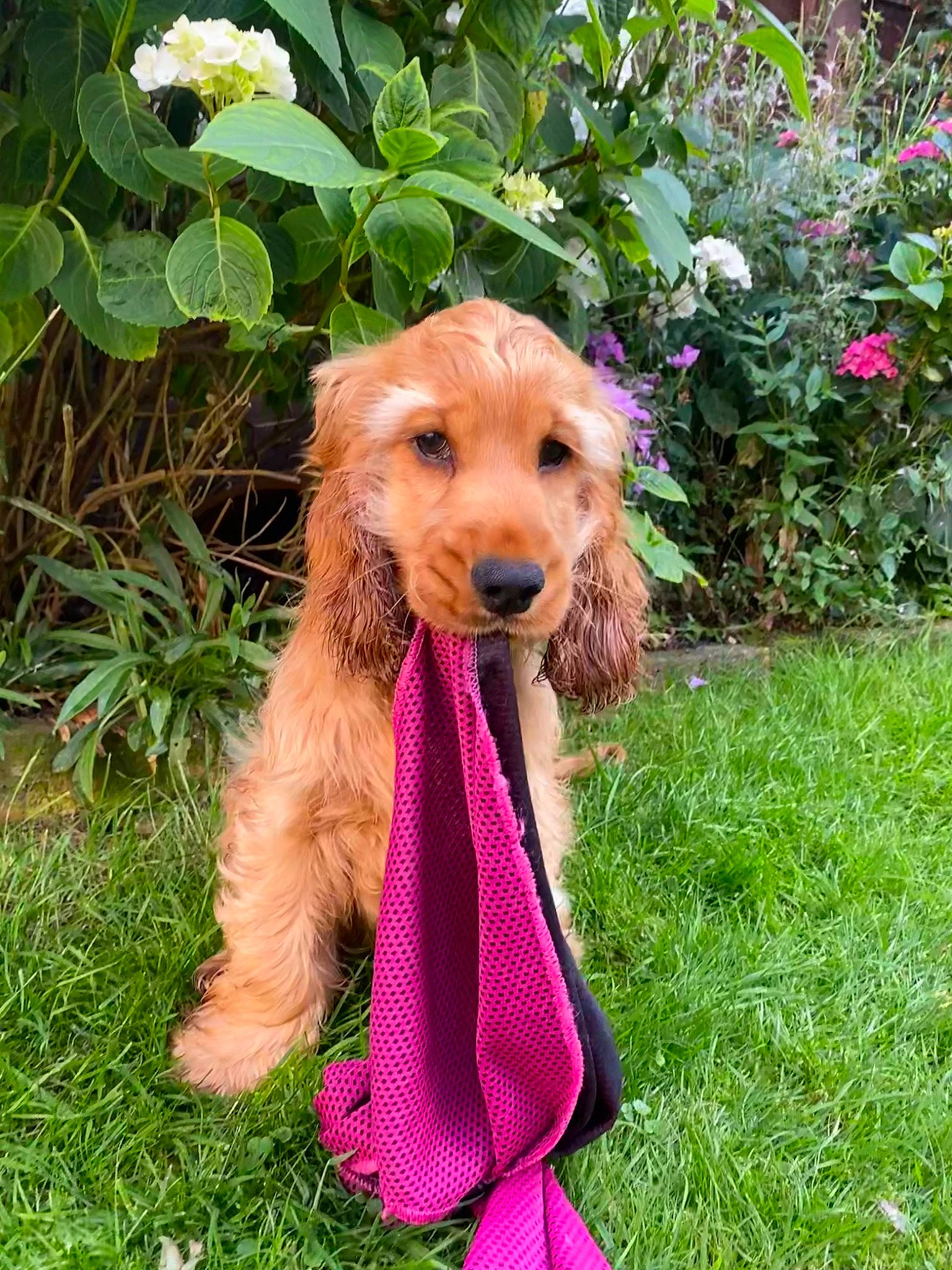 Ava is registered to the contest to win money with this photo: canidae, carnivore, companion_dog, dog, dog_breed, dog_clothes, dog_collar, dog_supply, fashion_accessory, fawn, flower, grass, liver, plant, snout, sporting_group, terrestrial_plant, terrier, water_dog, working_animal