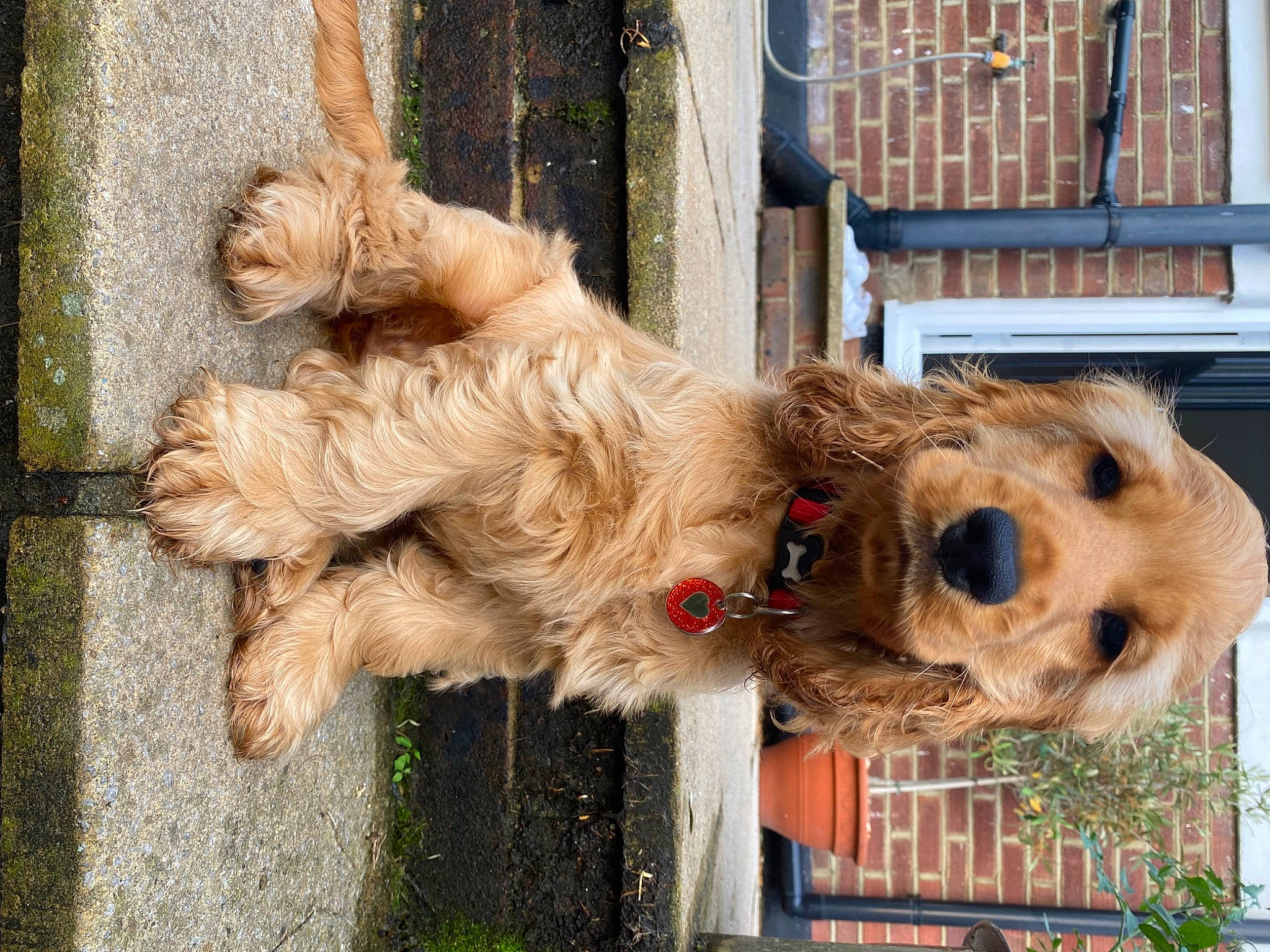 Ava is registered to the contest to win money with this photo: canidae, carnivore, collar, companion_dog, dog, dog_breed, dog_collar, dog_supply, fawn, fur, giant_dog_breed, leash, pet_supply, snout, sporting_group, terrier, tree, wood, working_animal, working_terrier