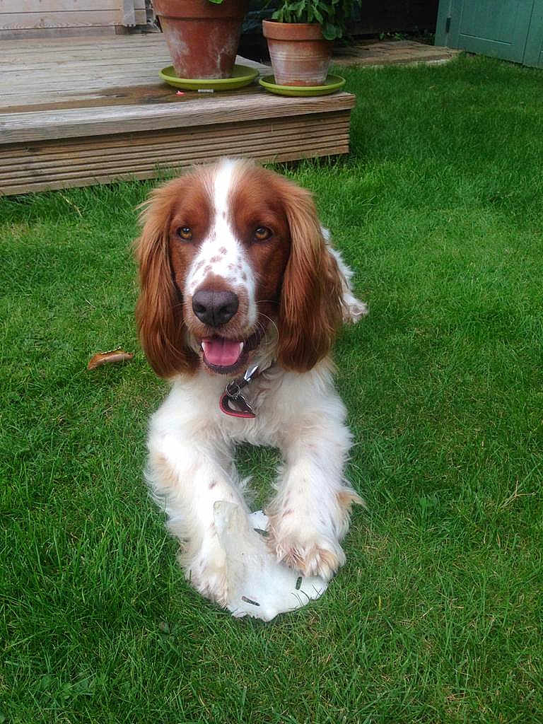 Oscar