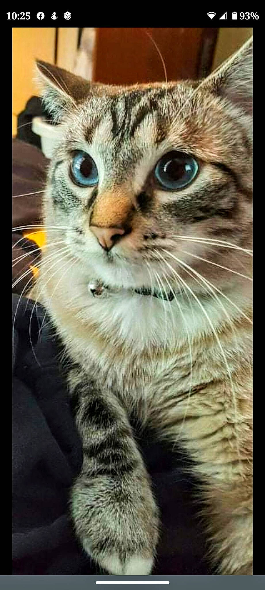 Dean-o is registered to the contest to win money with this photo: carnivore, cat, claw, close_up, domestic_short_haired_cat, eye, felidae, fur, mammal, paw, small_to_medium_sized_cats, snout, terrestrial_animal, tree, whiskers, wildlife