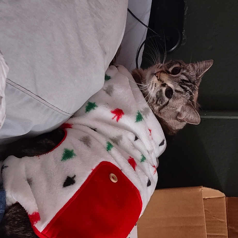 Dean-o is registered to the contest to win money with this photo: box, carmine, carton, cat, comfort, domestic_short_haired_cat, event, felidae, fur, human_leg, linens, packaging_and_labeling, pattern, shipping_box, sitting, sleeve, small_to_medium_sized_cats, tail, tree, whiskers