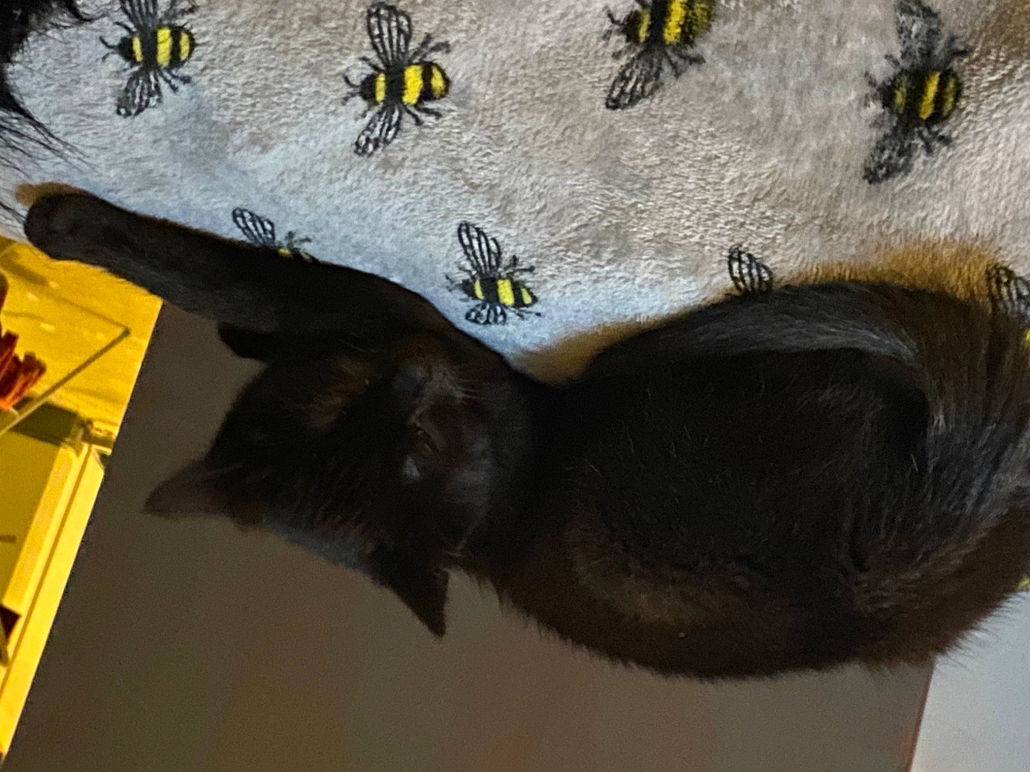 Bynx is registered to the contest to win money with this photo: arthropod, bat, carnivore, cat, fashion_accessory, felidae, fur, insect, natural_material, organism, sleeve, small_to_medium_sized_cats, tail, terrestrial_animal, visual_arts