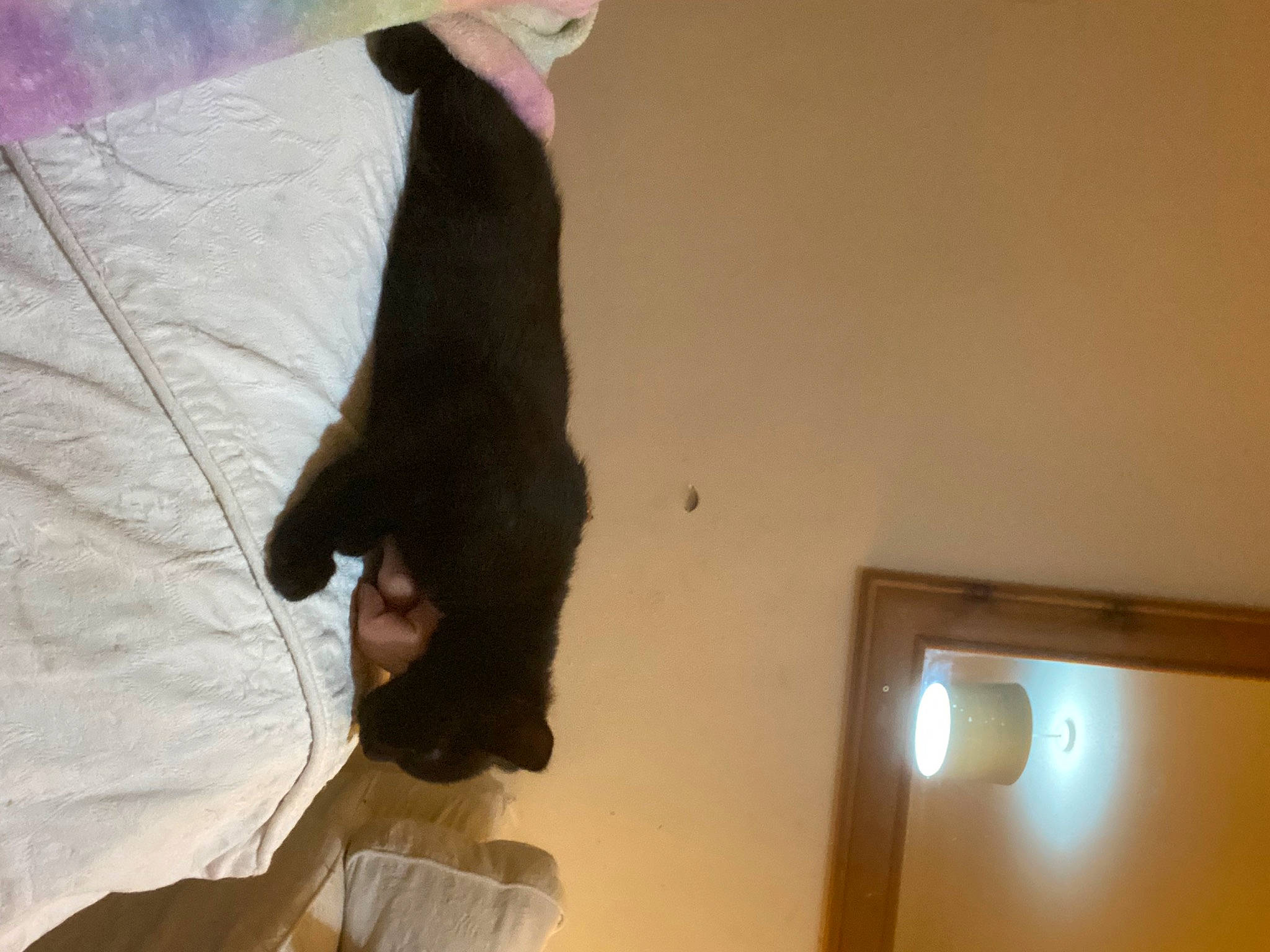 Bynx is registered to the contest to win money with this photo: brown, canidae, carnivore, cat, comfort, companion_dog, dog_breed, felidae, fur, gesture, hardwood, human_leg, liver, room, small_to_medium_sized_cats, sporting_group, tail, tints_and_shades, window, wood