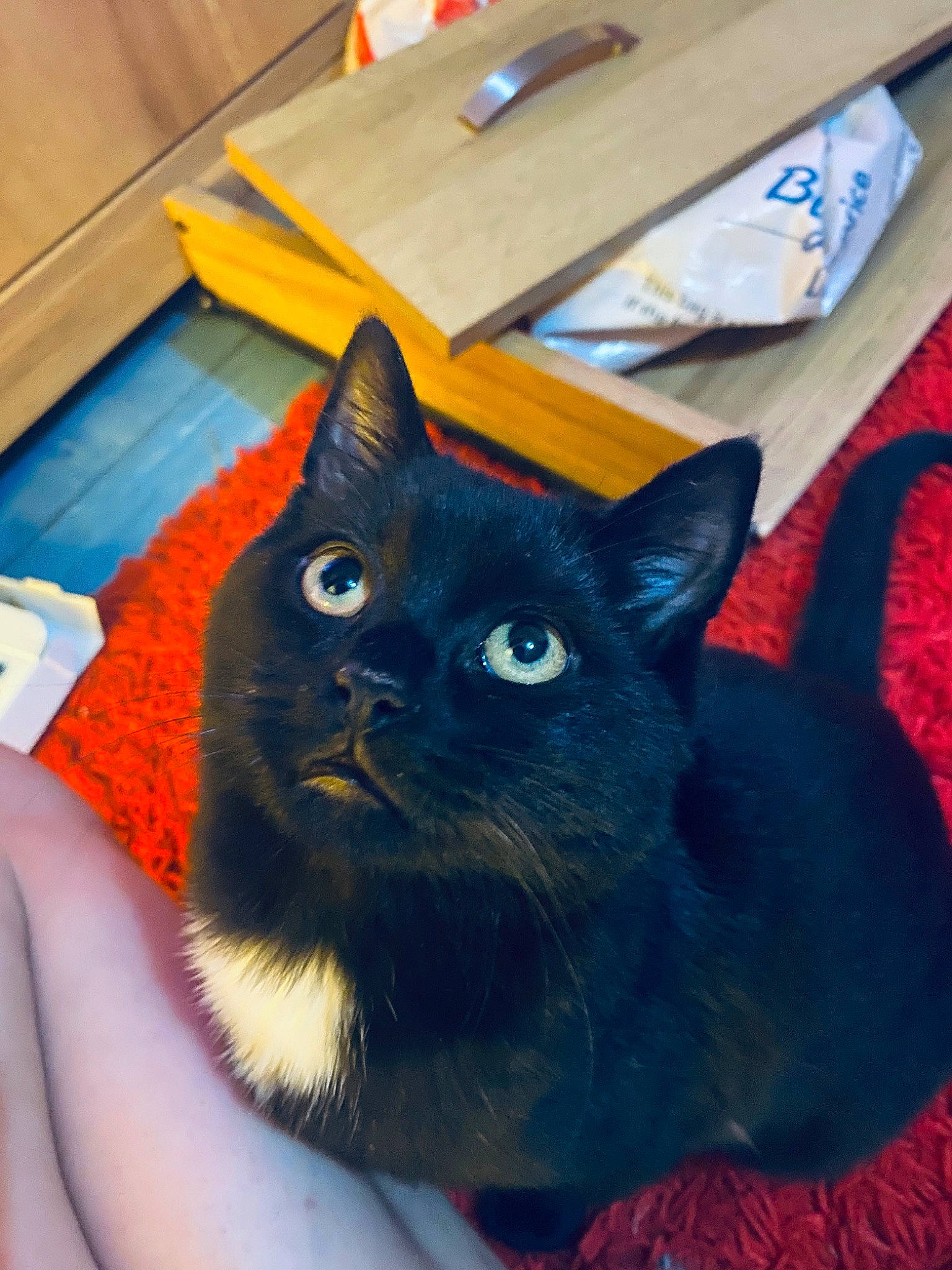 Bynx joined the competition — help win amazing prizes! black_cat, box, carnivore, cat, cat_bed, chartreux, comfort, domestic_short_haired_cat, electric_blue, fawn, felidae, fur, iris, korat, small_to_medium_sized_cats, snout, tail, whiskers, wood