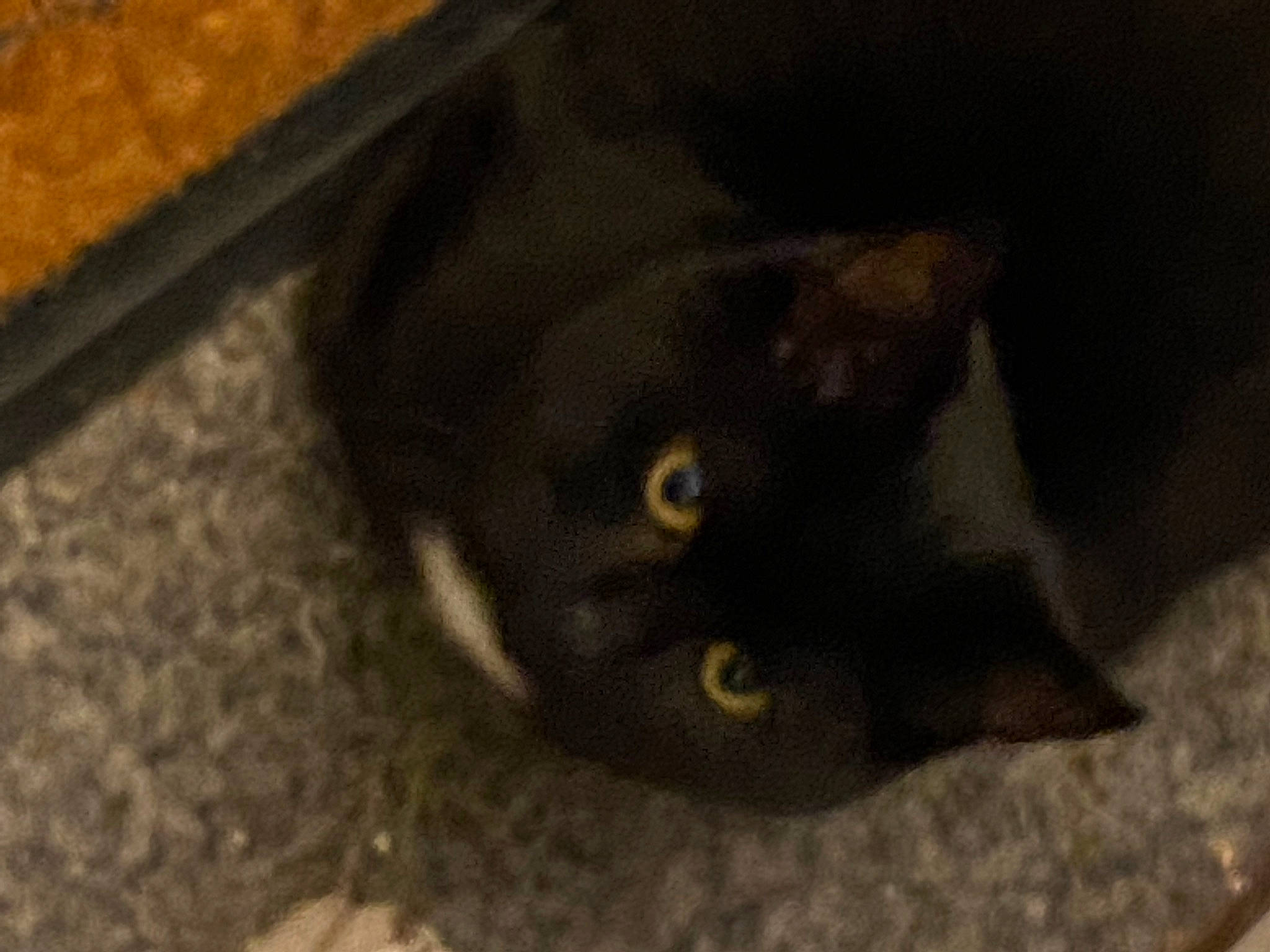 Bynx is registered to the contest to win money with this photo: black_cat, bombay, carnivore, cat, domestic_short_haired_cat, felidae, flooring, fur, hardwood, small_to_medium_sized_cats, snout, tail, terrestrial_animal, whiskers, wood