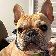 Luna is registered to the contest to win money with this photo: dog, french_bulldog, pet, indoor, close_up, face, ears, bandana, brown_fur, blanket, window_blinds, animal, canine, companion, cute, portrait, domestic, sitting, cozy, expression