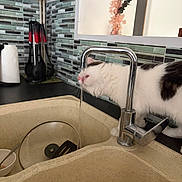 Zeus a rejoint le concours — aidez-le/la à gagner de superbes lots ! animal, black_spots, cat, countertop, curious, domestic, drinking, faucet, feline, household, hydration, indoor, kitchen, morning_routine, pet, sink, tile_wall, utensils, water, white_cat