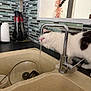animal, black_spots, cat, countertop, curious, domestic, drinking, faucet, feline, household, hydration, indoor, kitchen, morning_routine, pet, sink, tile_wall, utensils, water, white_cat