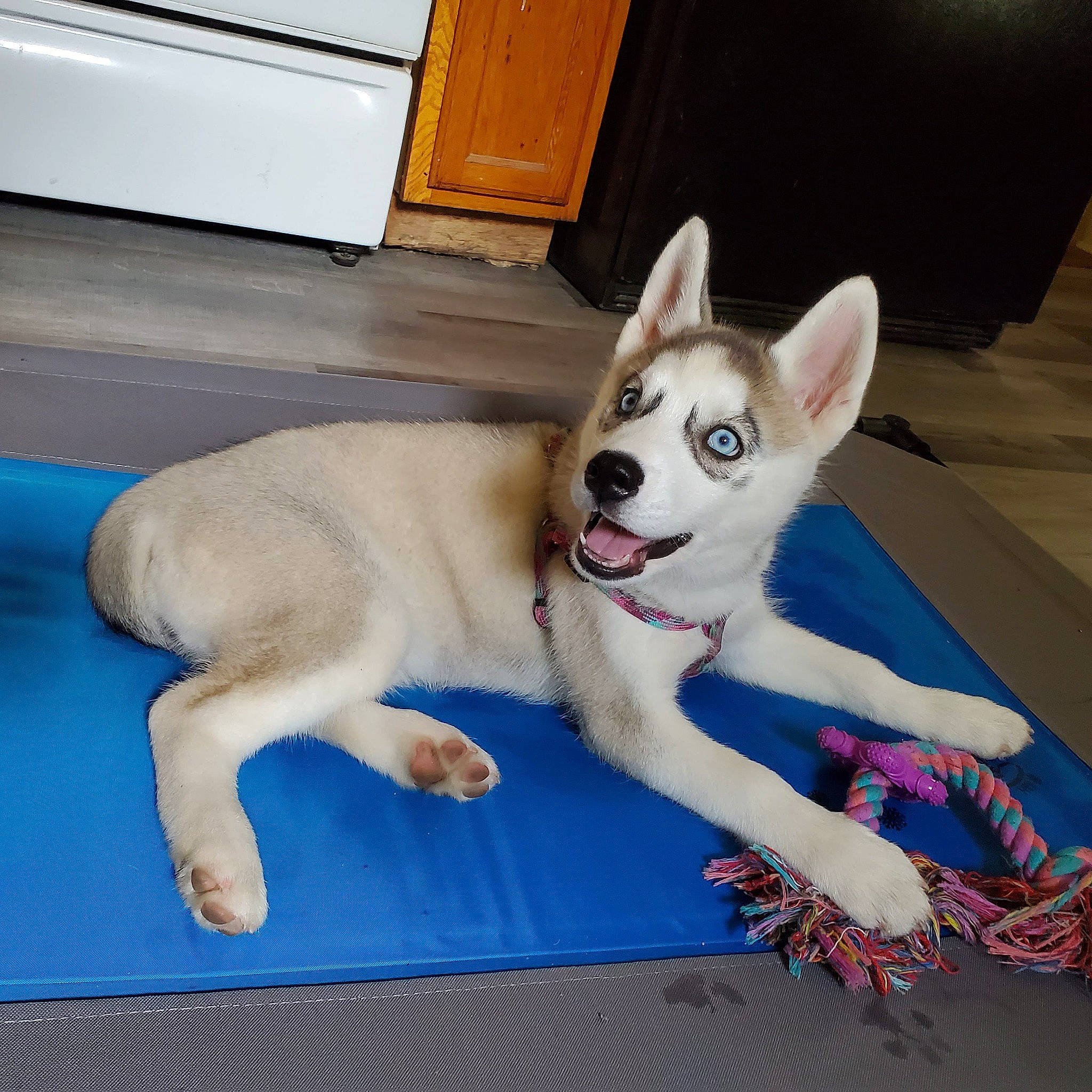 Ksenia joined the competition — help win amazing prizes! canaan_dog, canidae, carnivore, carolina_dog, dog, dog_breed, fawn, labrador_husky, mammal, northern_inuit_dog, norwegian_buhund, rare_breed_dog, sakhalin_husky, siberian_husky, sporting_group, tail, tamaskan_dog, vertebrate, white_shepherd, wolfdog