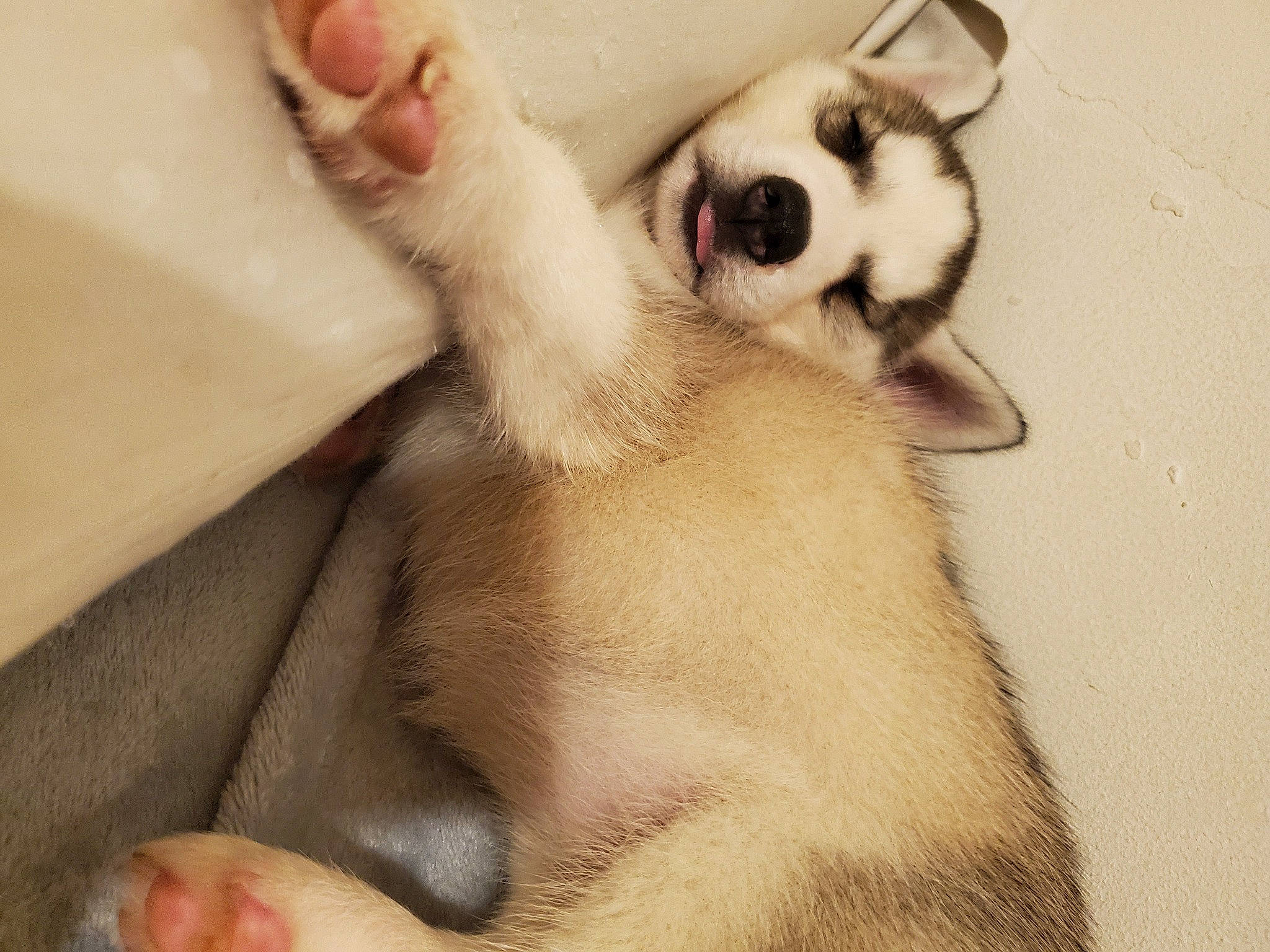 Ksenia is registered to the contest to win money with this photo: canidae, carnivore, dog_breed, ear, eye, fawn, fur, hand, leg, nail, nose, paw, puppy, puppy_love, skin, snout