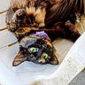 animal, cat, chair, close_up, fluffy, funny_pose, fur, furniture, green_eyes, lying_down, outdoor, pet, plastic_chair, playful, portrait, purple_collar, relaxed, tortoiseshell, upside_down, whiskers