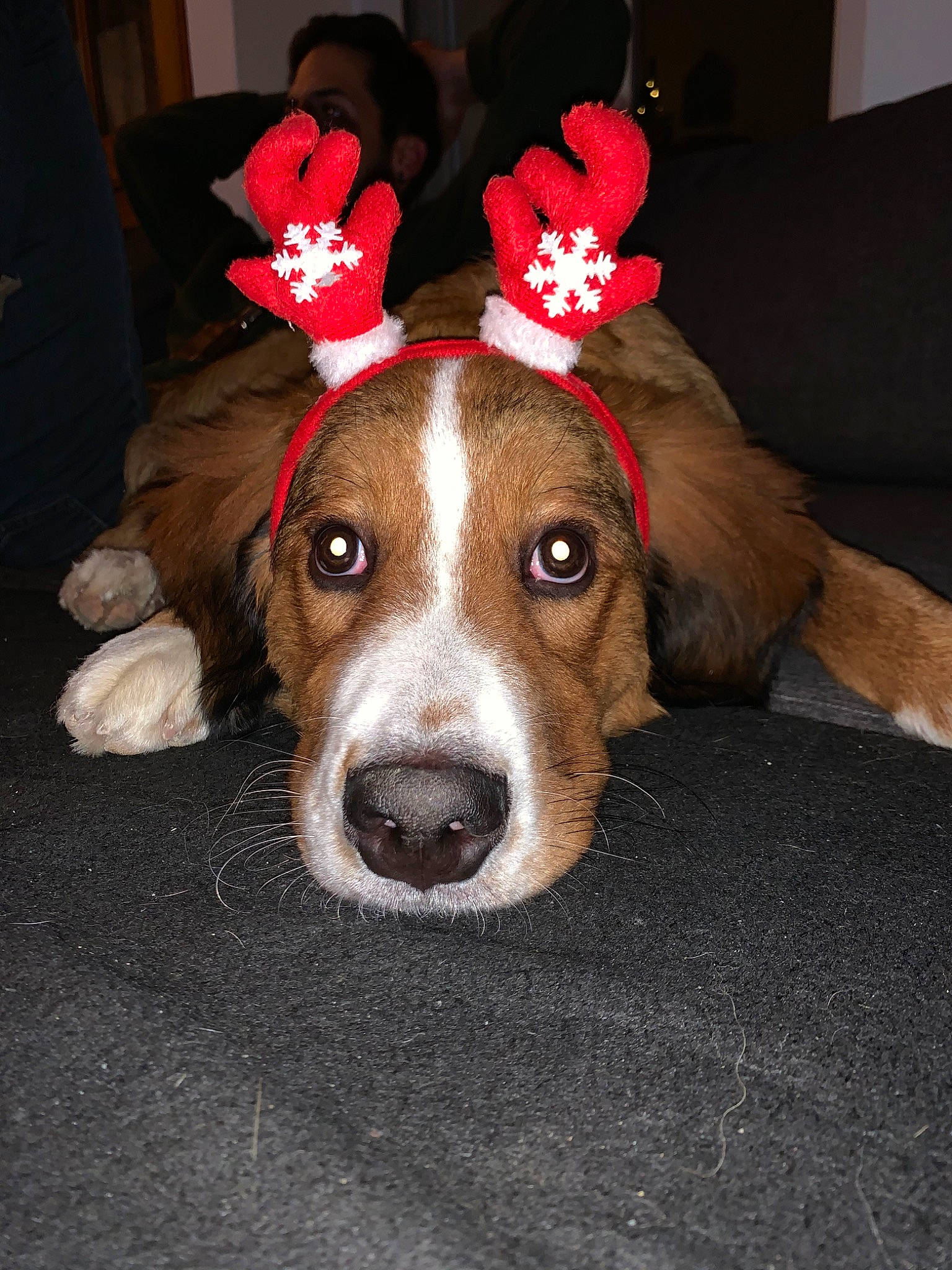 Pooki participe au concours pour gagner de l'argent avec cette photo : canidae, carnivore, dog, dog_breed, ear, fawn, feist, finnish_hound, mammal, nose, paw, snout, sporting_group, whiskers