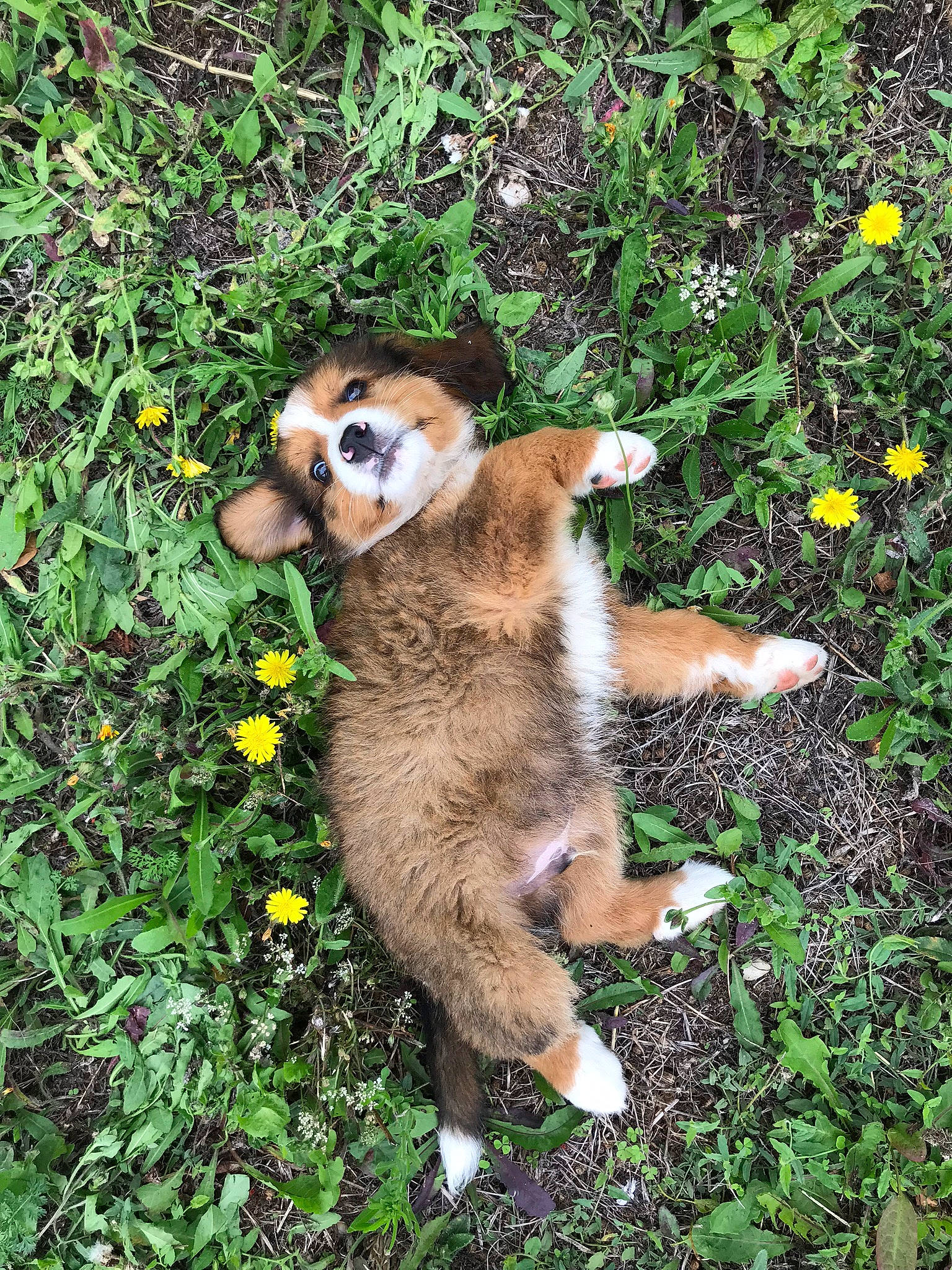 Pooki a rejoint le concours — aidez-le/la à gagner de superbes lots ! australian_shepherd, canidae, carnivore, companion_dog, dog, dog_breed, fawn, mammal, miniature_australian_shepherd, plant, puppy