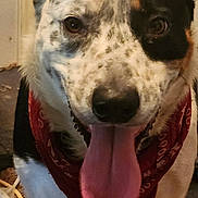 Oreo is registered to the contest to win money with this photo: dog, tongue, bandana, indoor, pet, animal, happy, black_and_white, close_up, face, ears, carpet, floor, canine, fur, mouth, nose, spot, friendly, domestic_animal