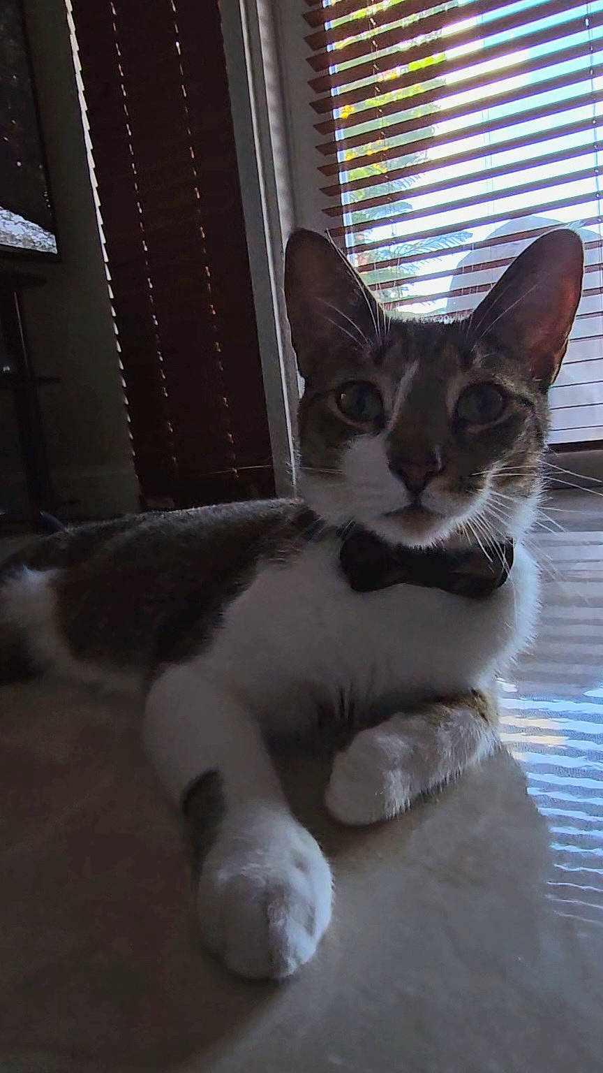 Benito joined the competition — help win amazing prizes! carnivore, cat, claw, domestic_short_haired_cat, door, felidae, flooring, foot, fur, paw, small_to_medium_sized_cats, snout, tail, water, whiskers, window