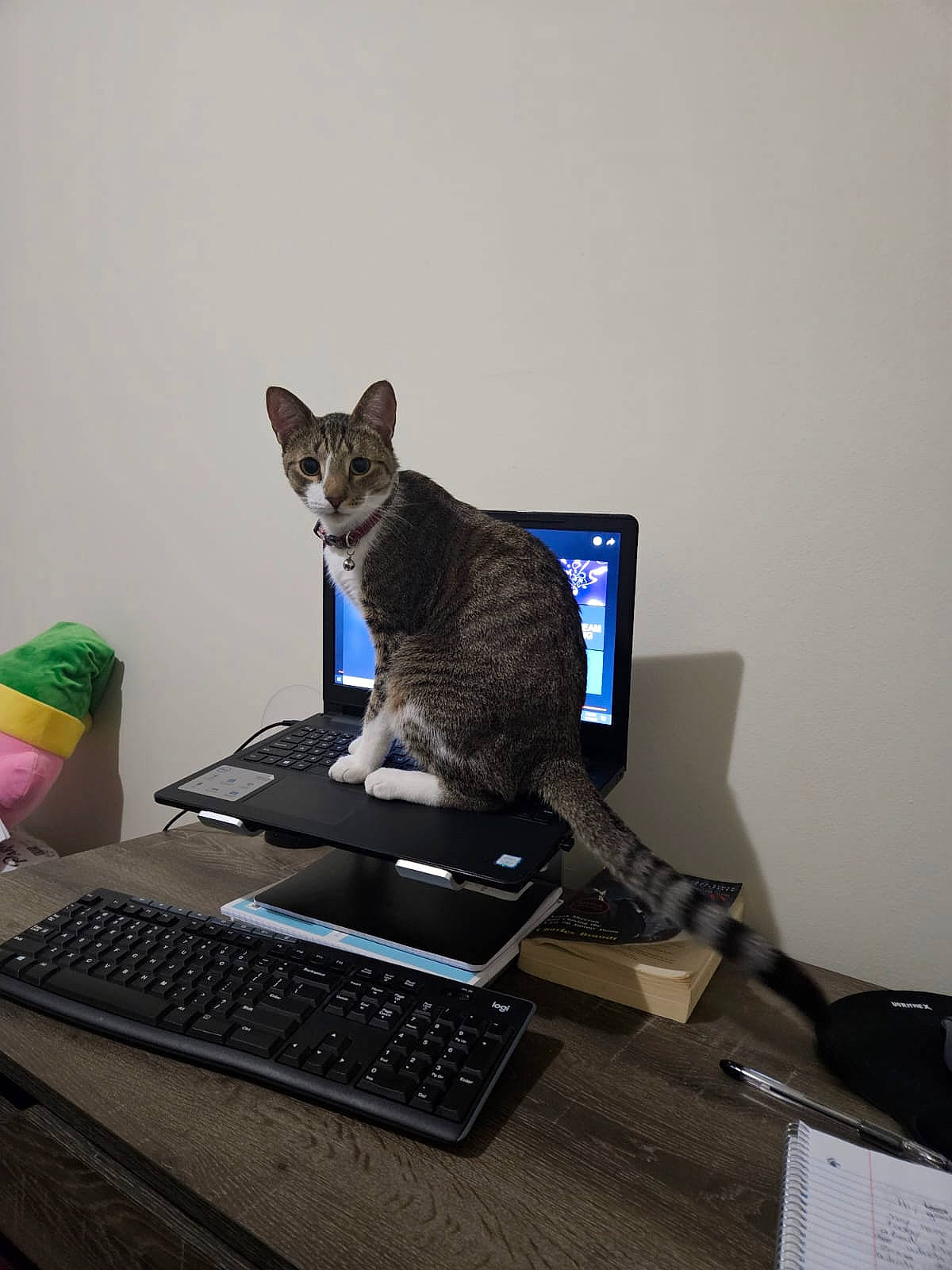 Benito joined the competition — help win amazing prizes! carnivore, cat, computer, computer_desk, computer_hardware, computer_keyboard, desktop_computer, electronic_device, electronic_instrument, felidae, gadget, input_device, laptop, office_equipment, output_device, peripheral, personal_computer, small_to_medium_sized_cats, space_bar, table