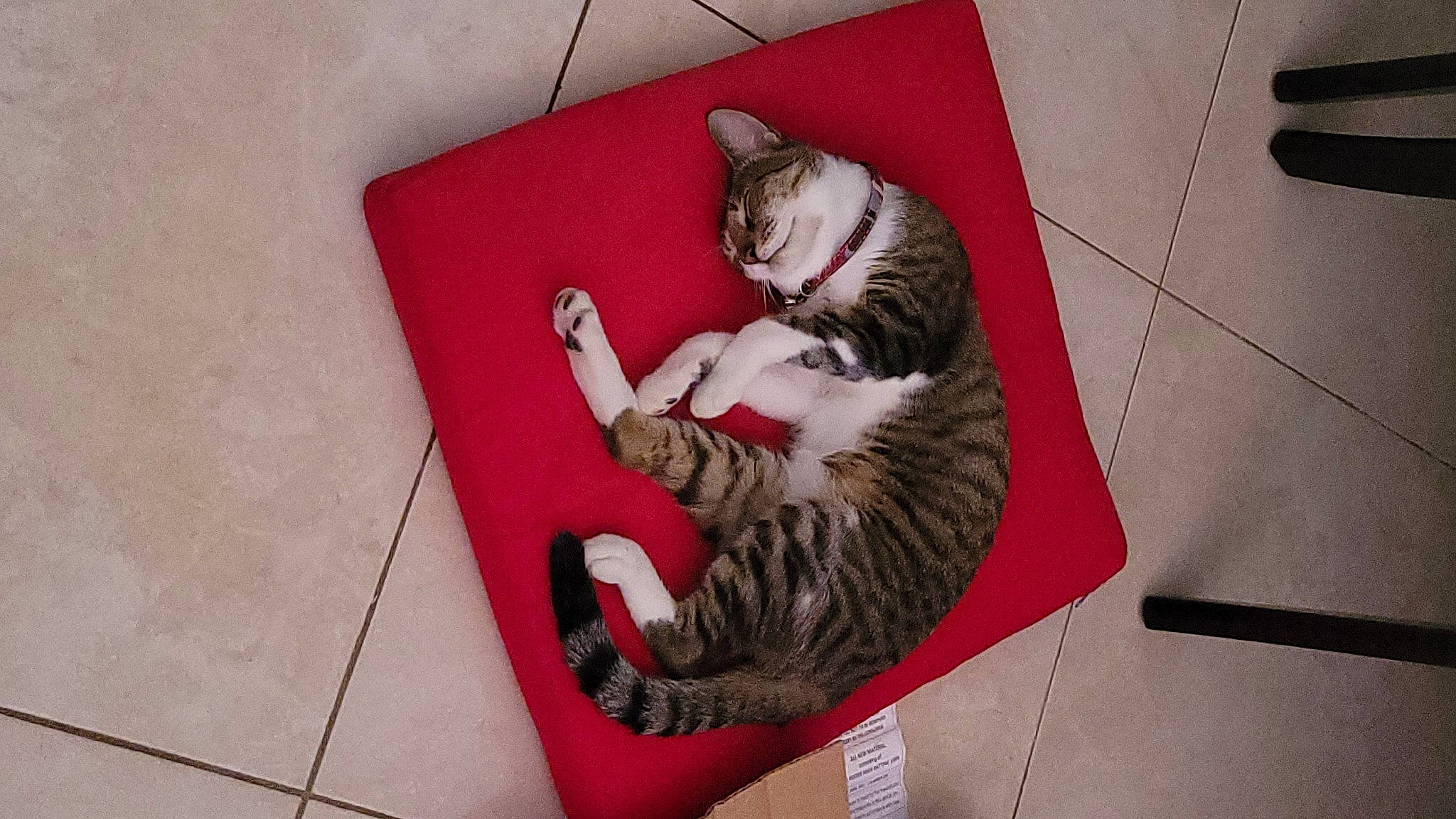 Benito joined the competition — help win amazing prizes! canidae, carnivore, cat, comfort, companion_dog, domestic_short_haired_cat, felidae, floor, flooring, fur, hardwood, human_leg, paw, sitting, small_to_medium_sized_cats, tail, thigh, whiskers