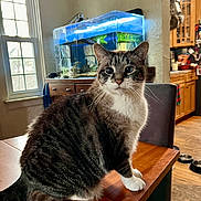 Frosty joined the competition — help win amazing prizes! cat, tabby_cat, white_paws, wooden_table, fish_tank, aquarium, indoor, window, natural_light, kitchen, cabinet, floor, chair, pet, feline, curious, domestic_animal, household, furniture, cozy