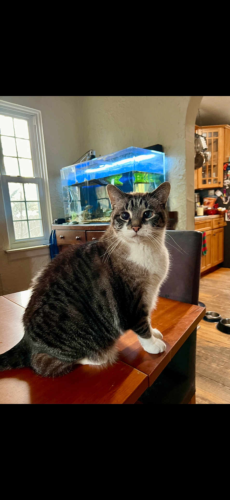 Frosty joined the competition — help win amazing prizes! cat, tabby_cat, white_paws, wooden_table, fish_tank, aquarium, indoor, window, natural_light, kitchen, cabinet, floor, chair, pet, feline, curious, domestic_animal, household, furniture, cozy