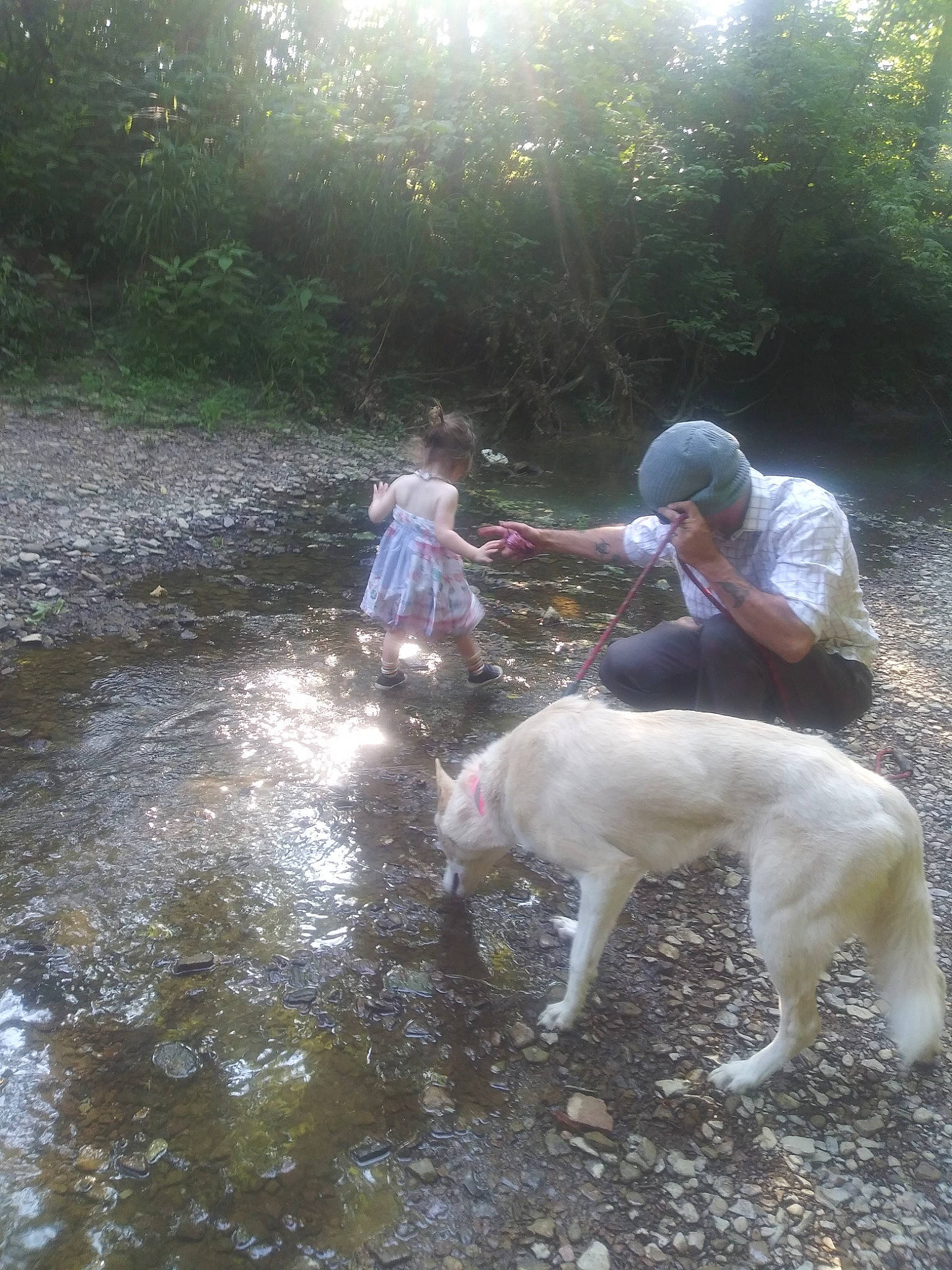 Lyla is registered to the contest to win money with this photo: canidae, carnivore, companion_dog, dog, dog_breed, fun, grass, leisure, plant, puddle, recreation, soil, sporting_group, stream, tail, toddler, tree, walking, water, working_animal