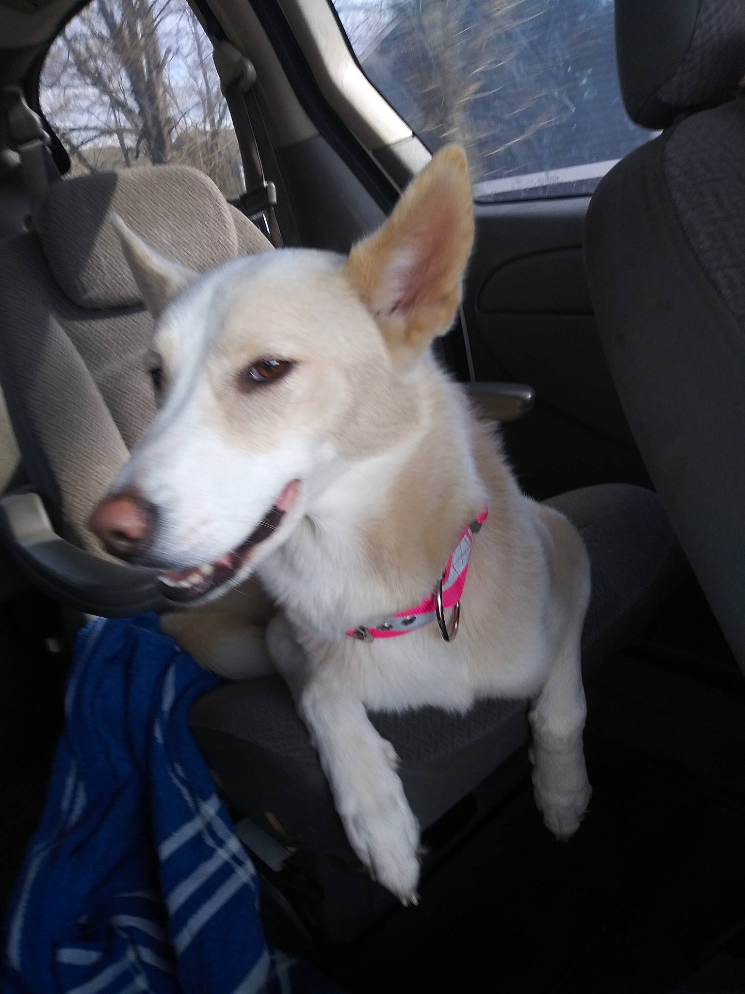 Lyla joined the competition — help win amazing prizes! auto_part, automotive_exterior, canidae, car, car_seat, carnivore, collar, companion_dog, dog, dog_breed, dog_collar, family_car, fawn, mammal, snout, sporting_group, vehicle, vehicle_door, windshield, working_animal