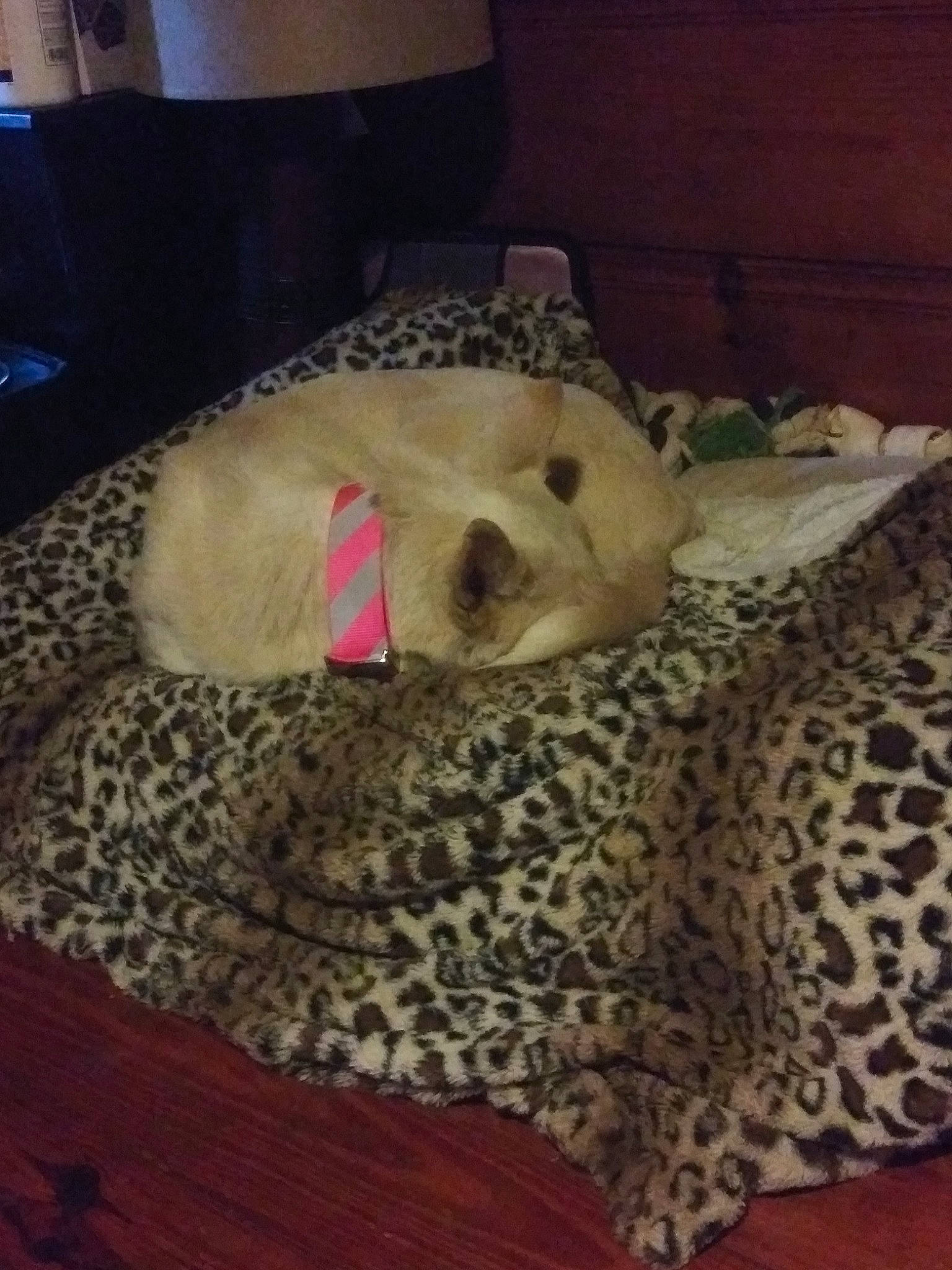 Lyla joined the competition — help win amazing prizes! canidae, carnivore, comfort, companion_dog, dog_breed, dog_supply, fawn, felidae, flooring, fur, hardwood, linens, natural_material, pattern, pet_supply, sporting_group, terrestrial_animal, textile, toy, wood