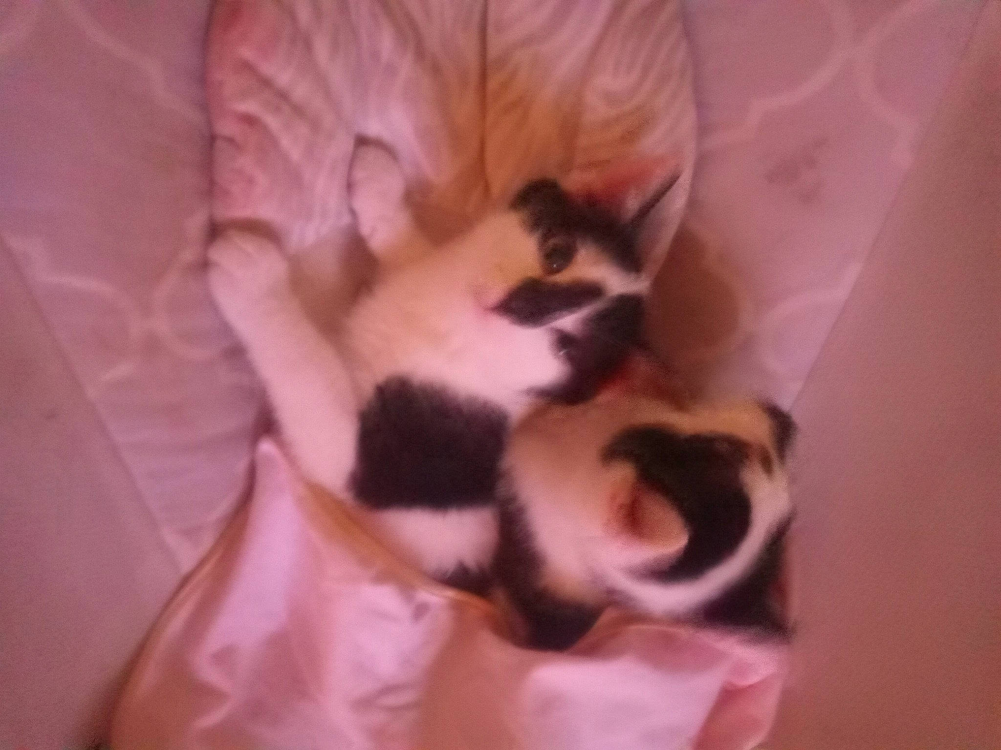 Millie And Lilith joined the competition — help win amazing prizes! canidae, carnivore, cat, claw, comfort, companion_dog, dog_breed, domestic_short_haired_cat, fang, felidae, fur, paw, small_to_medium_sized_cats, tail, terrestrial_animal, toy_dog, whiskers