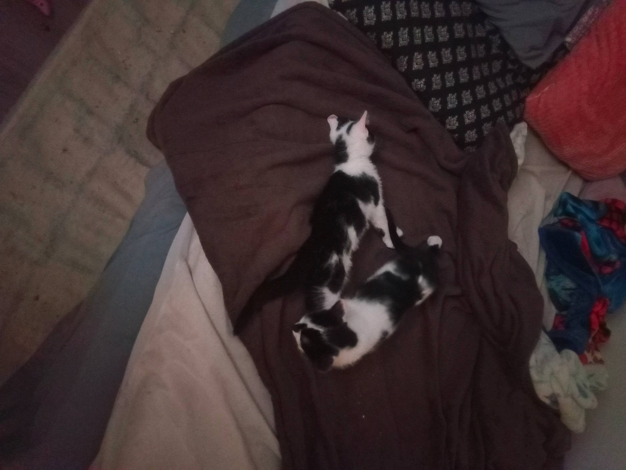 Millie And Lilith is registered to the contest to win money with this photo: bed, carnivore, cat, comfort, companion_dog, dog_breed, fawn, felidae, formal_wear, fur, grey, hardwood, linens, sleeve, small_to_medium_sized_cats, sporting_group, tail, vertebrate, whiskers, wood