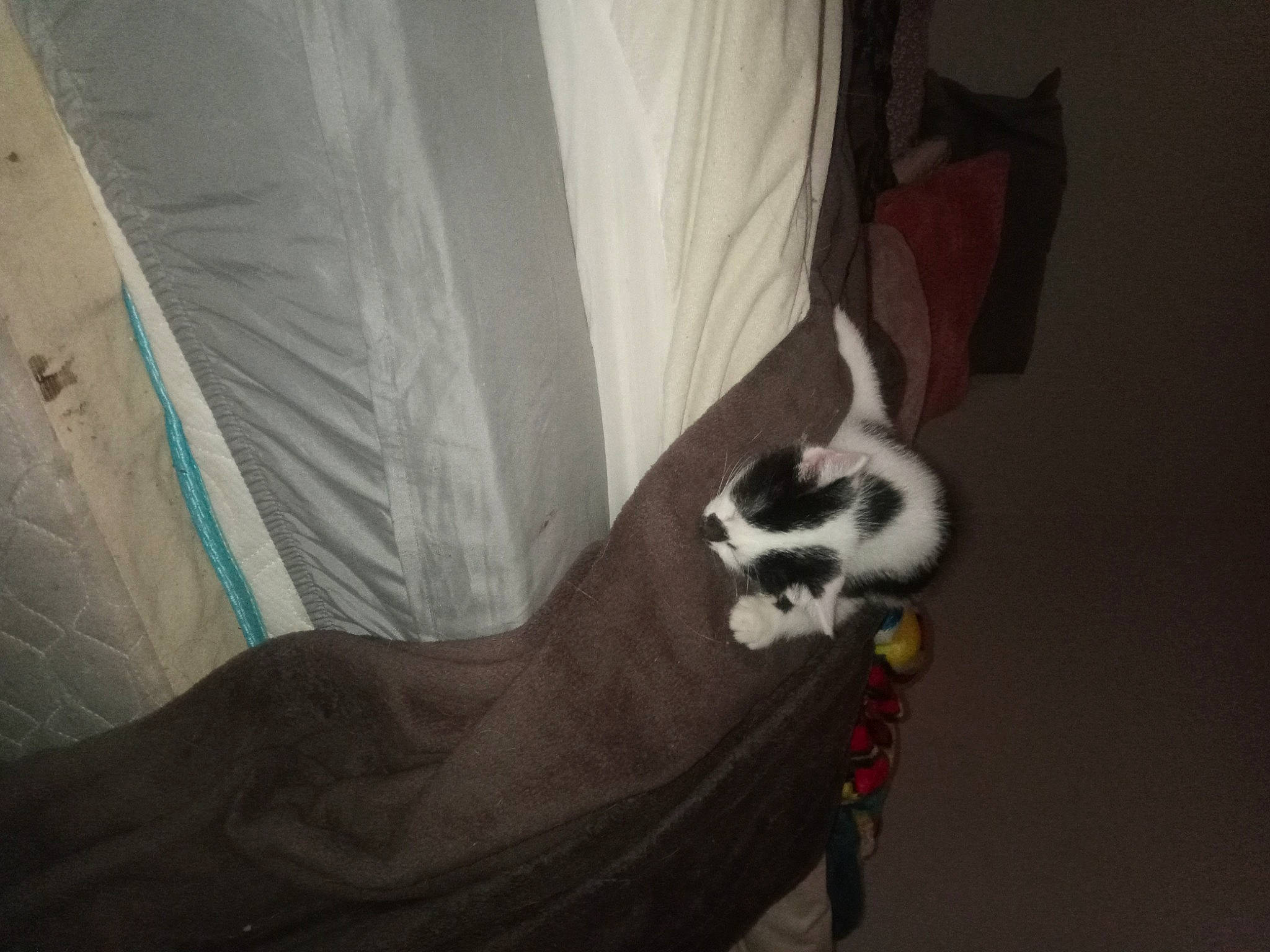 Millie And Lilith joined the competition — help win amazing prizes! canidae, carmine, carnivore, cat, comfort, companion_dog, dog_breed, fawn, felidae, flooring, foot, hardwood, human_leg, paw, small_to_medium_sized_cats, snout, sporting_group, tail, whiskers, wood