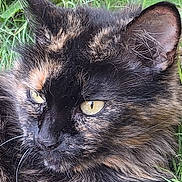 Clochette a rejoint le concours — aidez-le/la à gagner de superbes lots ! cat, tortoiseshell, close_up, yellow_eyes, fur, whiskers, ear, grass, outdoor, pet, animal, nature, resting, mammal, feline, portrait, cute, calm, wildlife, eye